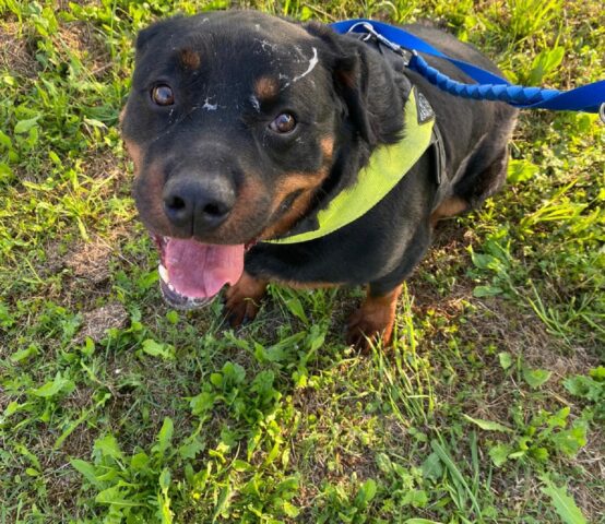 Bryan: Rottweiler di 3 anni bello e socievole cerca una famiglia tutta per sé