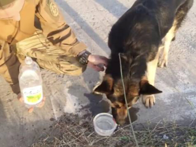 Soldati ucraini prendono una decisione difficile per salvare una cagnolina