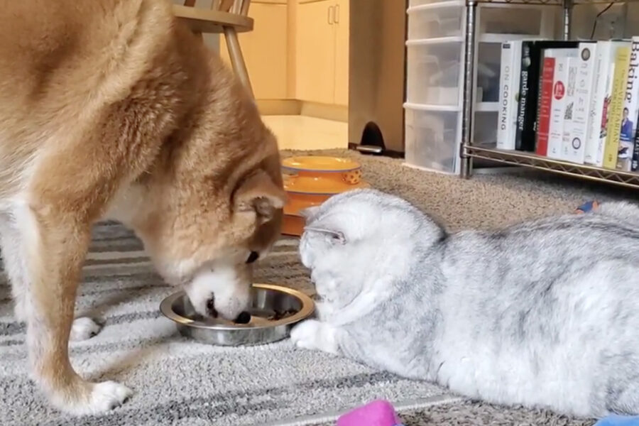Cane Akita mangia con serenità davanti al suo amico gatto