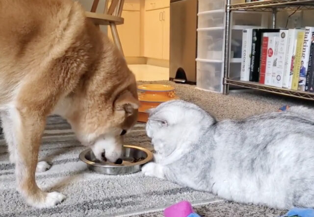 Cane Akita mangia sereno davanti al suo amico gatto