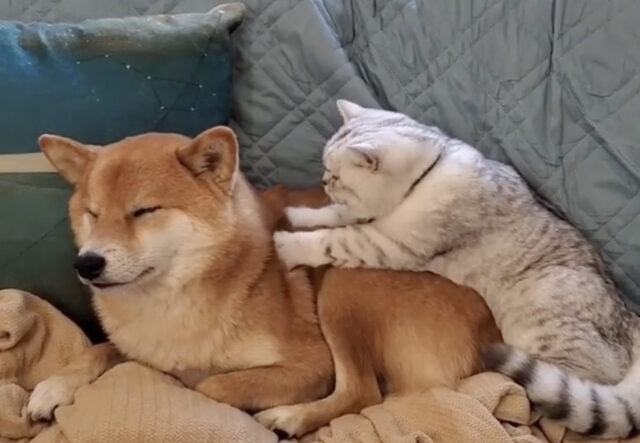 Cane Shiba Inu massaggiato da gatto dolcissimo