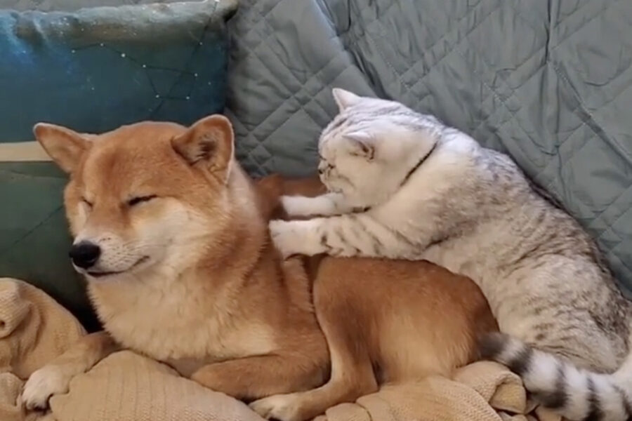 Cane Shiba Inu massaggiato da gatto convivente