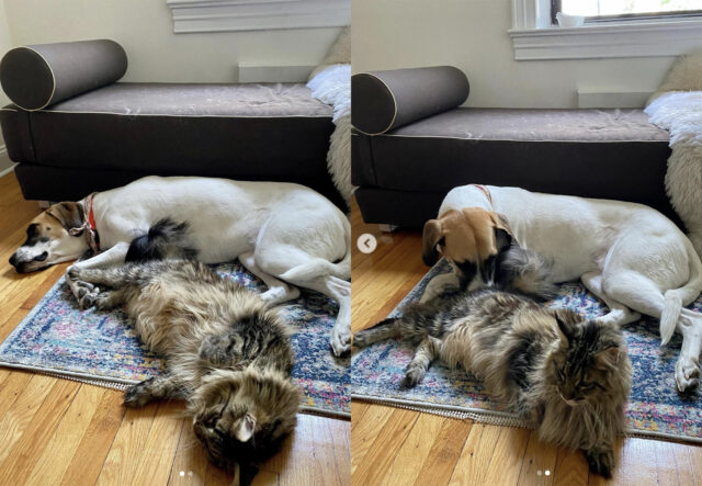 Cane e gatto condividono il riposo sul tappeto