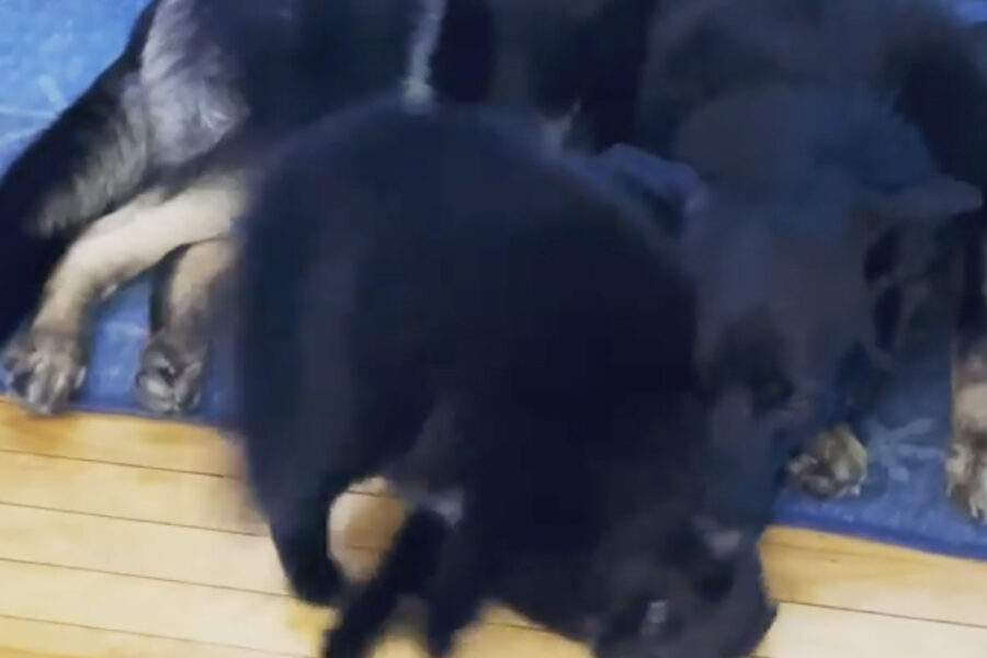 Cane e gatto neri amici fedeli