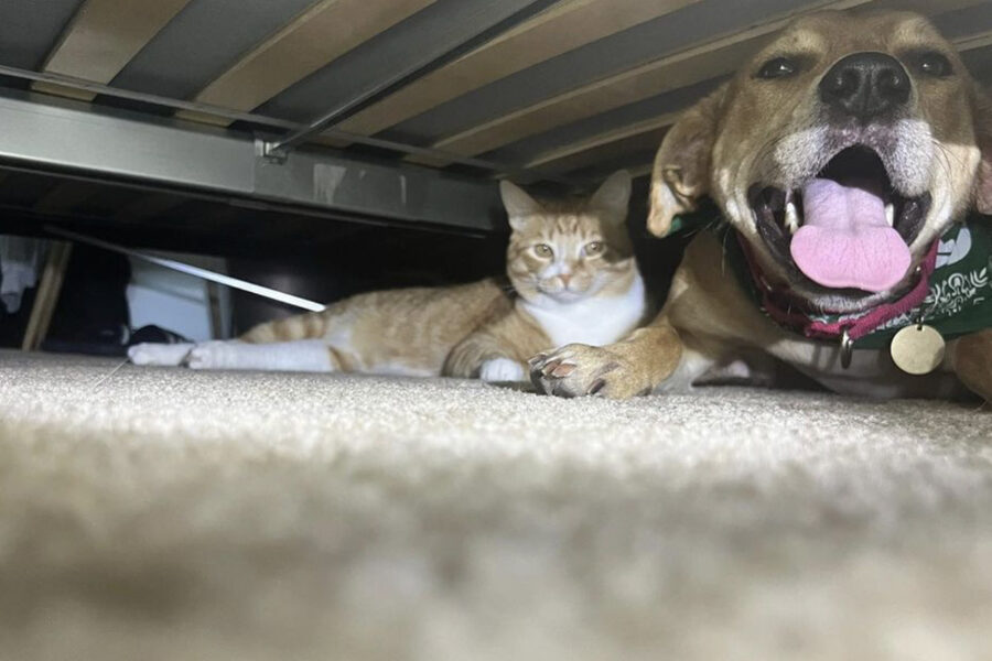 Cane e gatto scoperti sotto il letto