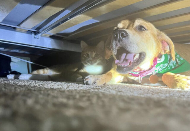 Cane e gatto sotto il letto si proteggono