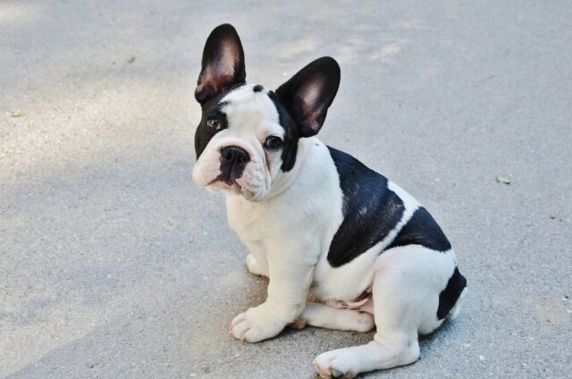 Il Bouledogue Francese rimane incantato dalle mani del suo amato papà (VIDEO)