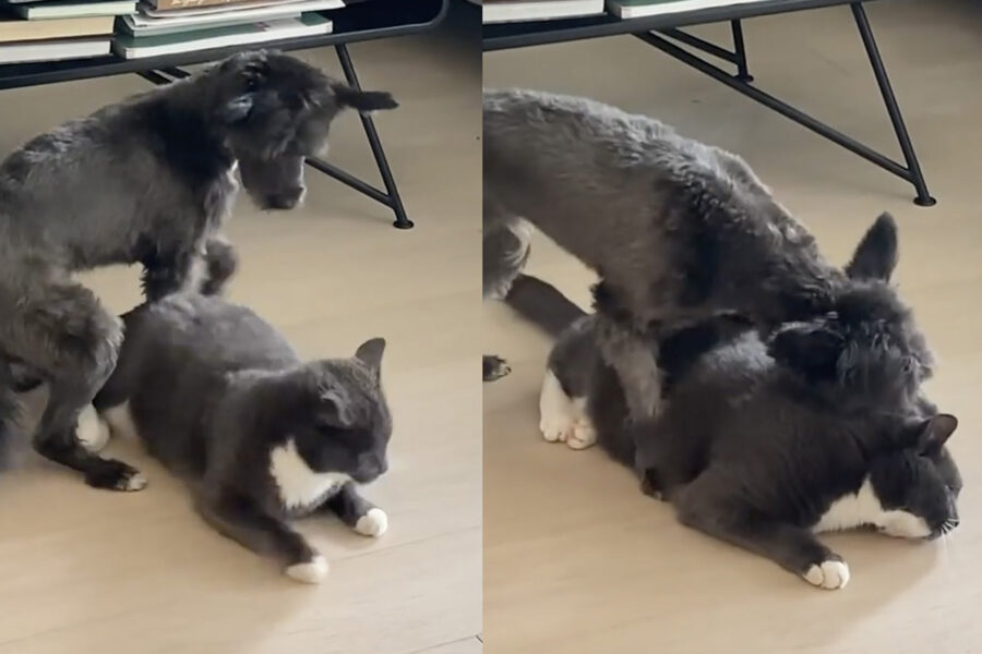 Chinese Crested Dog gioca con un gatto e si diverte