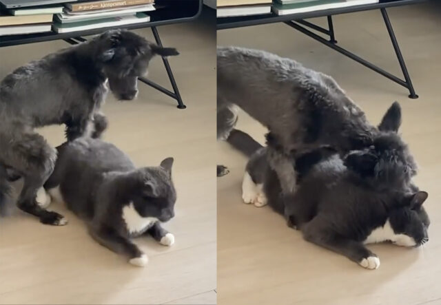Chinese Crested Dog gioca con un gatto disteso per terra