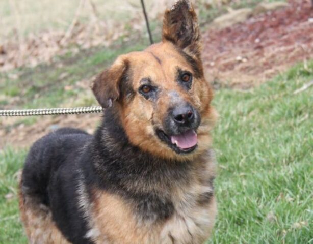 Delgado, il cane che ha trovato una famiglia a 1500 km di distanza