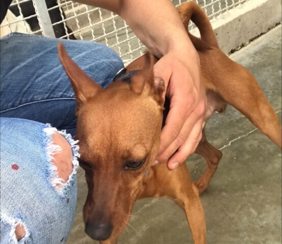 Diego: splendido Pinscher di 2 anni attende una mamma con cui abbandonare il canile