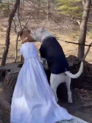 Coppia di cani si sposa e le loro nozze vengono postate in rete