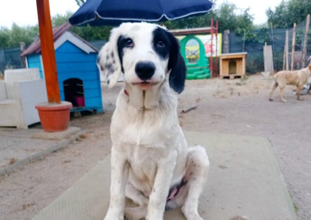 Eraldo, il cagnolino rimasto senza famiglia è alla ricerca di un’adozione felice