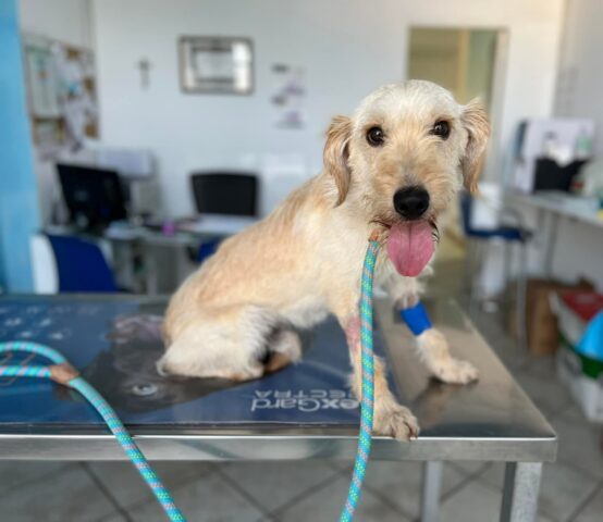 Freddy: Spinone Italiano equilibrato e socievole aspetta una vostra adozione