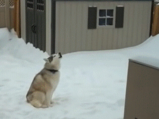 Husky si arrabbia con la sua mamma perchè non vuole lasciare la neve