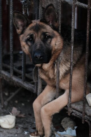 Il Canada ha vietato l’ingresso a cani provenienti da 100 paesi: le motivazioni