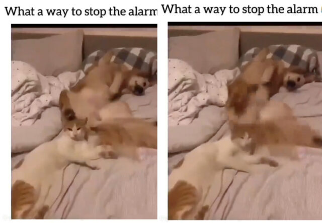 Golden Retriever trova modo alternativo per spegnere allarme con gatto