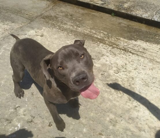 Grey: Pitbull in stallo a Palermo cerca una casa in cui sentirsi amato