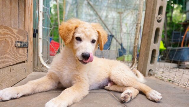 Gronchi, il cagnolino di cui nessuno si interessa è alla ricerca di un’adozione per la vita