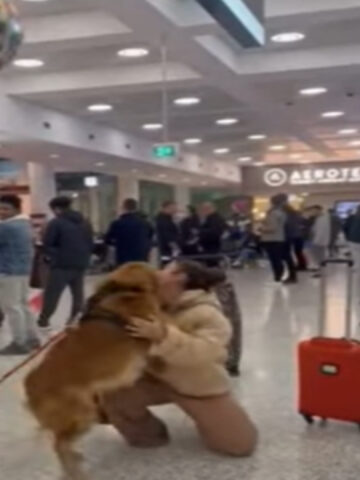 Golden Retriever all’aeroporto è felicissimo di rivedere la sua mamma