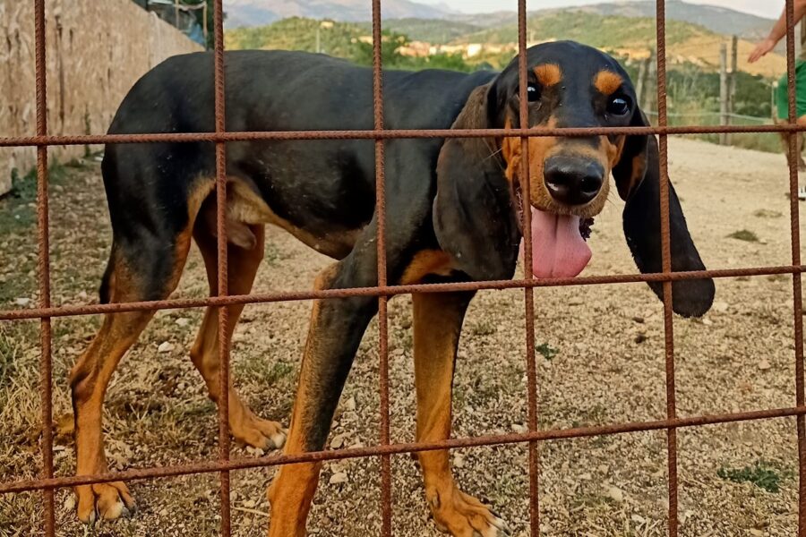 Lenticchio con le orecchie lunghe