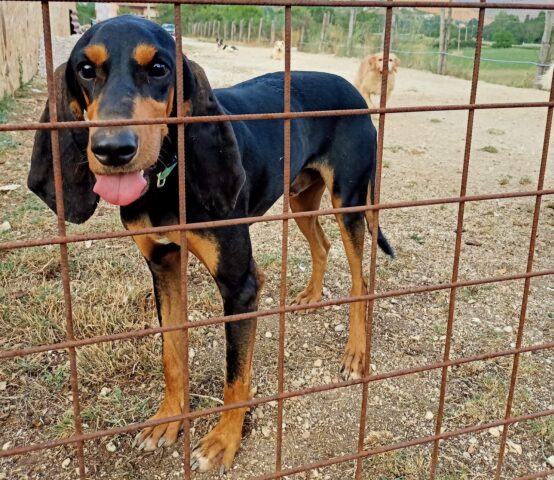 Lenticchio: Segugio italiano amico degli animali è in cerca di un posto accogliente