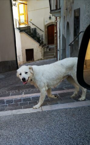 Lilly, bellissima cagnolona è alla ricerca di una casa e di una famiglia per sempre