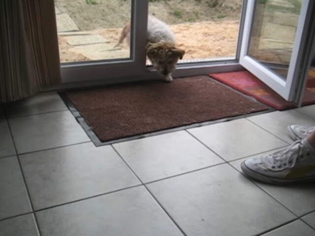Bravissimo cagnolino si pulisce le zampe prima di rientrare in casa