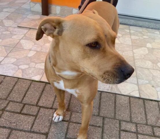 Mia: Pitbull abituata a stare in casa cerca una famiglia con cui vivere