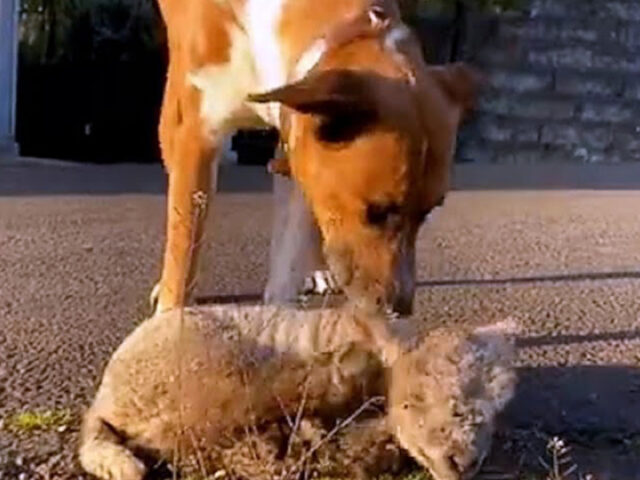Cane diventa amico di un agnello e lo aiuta a risollevarsi dopo il rifiuto della madre