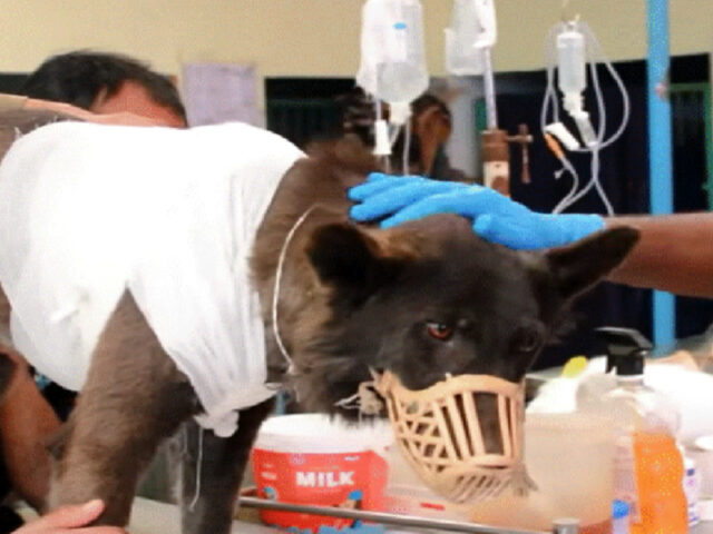 Soccorritori salvano un cane con un’enorme ferita al torace