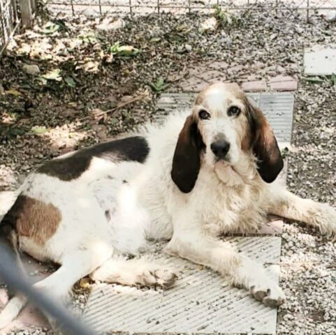 Nicola, il cane che nessuno vuole è alla ricerca di una famiglia felice