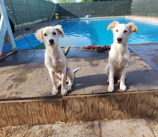 Nina e Pinta: Labrador di 3 mesi e mezzo in cerca di un’adozione di coppia