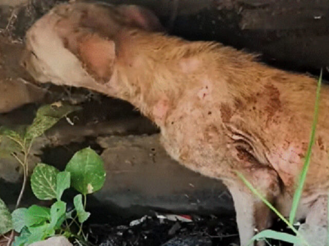 Cane randagio versa in condizioni terribili ma non smette di scodinzolare