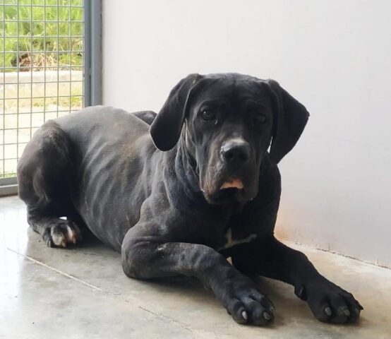 Orlando: cucciolone di cane Corso cerca una famiglia che si prenda cura di lui