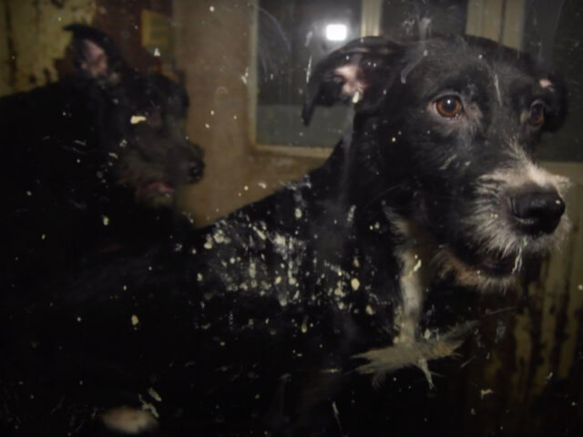 Messico: 23 cani salvati da condizioni terribili