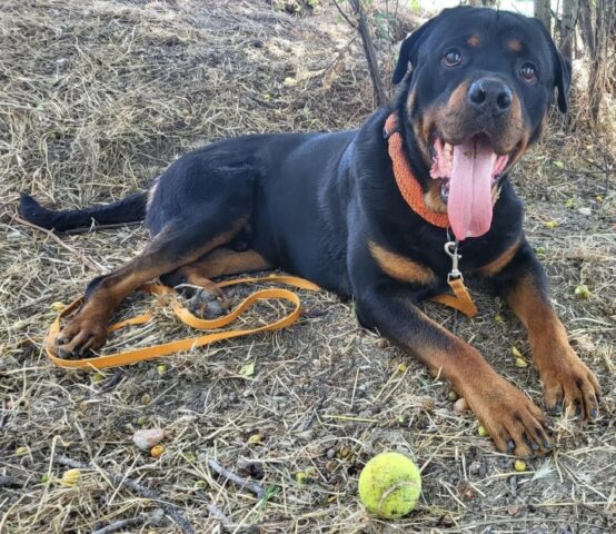 Pablins: Rottweiler amante dei bimbi attende la sua famiglia dei sogni