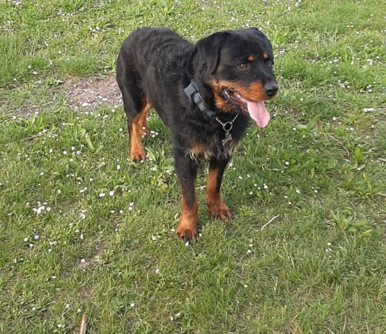 Rocky: speciale Rottweiler di un anno cerca una casa accogliente