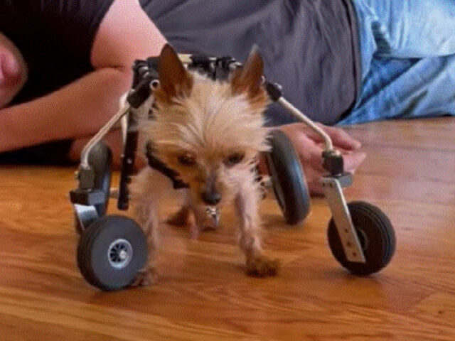 Yorkshire Terrier rimane paralizzato in un Puppy Mill: la terribile storia