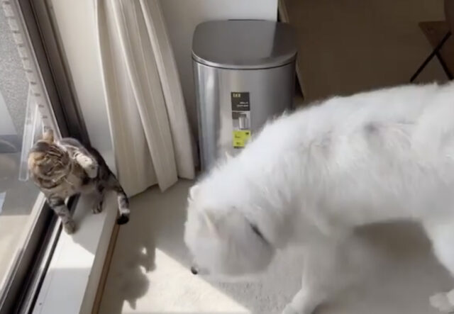 Samoiedo interagisce con gatti monelli