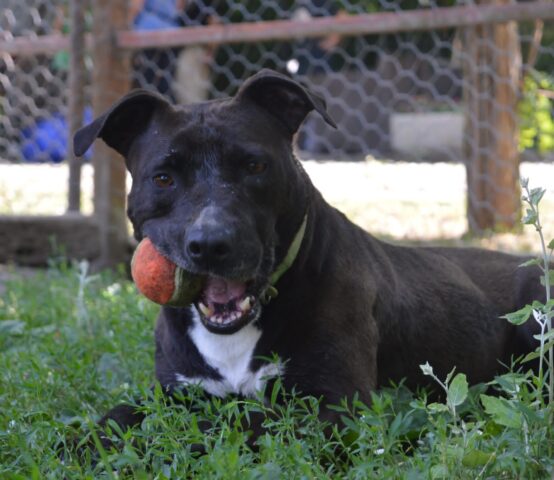 Shiva: affettuosa PitBull è in cerca di una sistemazione sicura