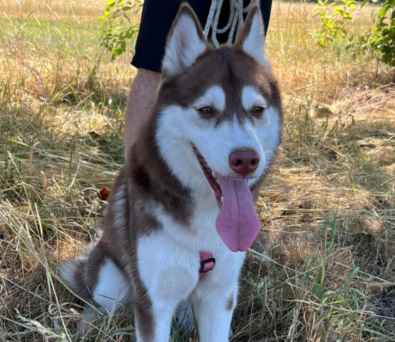 Solana: Siberian Husky curiosa e affettuosa attende una famiglia affettuosa