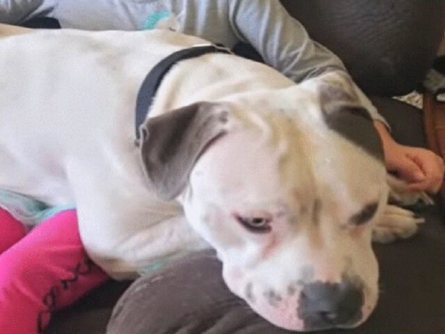 Pitbull abbandonato diventa un cane guida