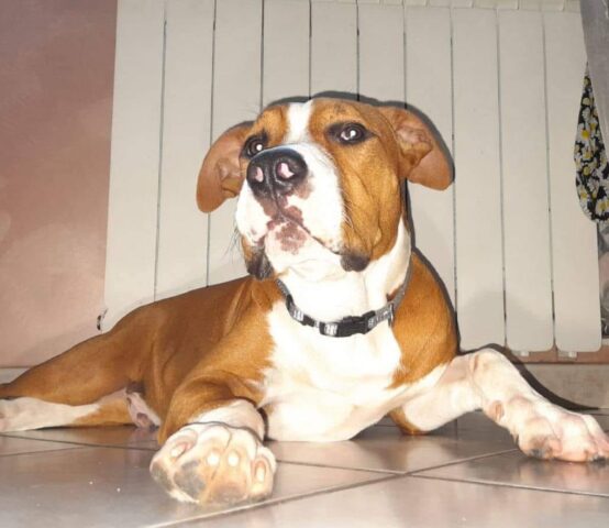 Tyson: cucciolone di Amstaff è in cerca di un’ottima famiglia che lo adotti