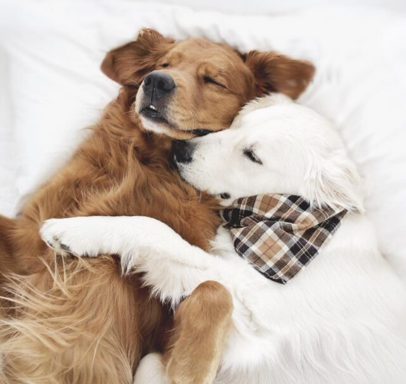 Собаки вместе спят. Собаки обнимаются. Собаки любовь. Милые собачки. Обнимает собаку.