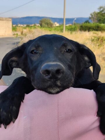 Yoghi, il cagnolino abbandonato in una campagna sperduta è alla ricerca della vera felicità