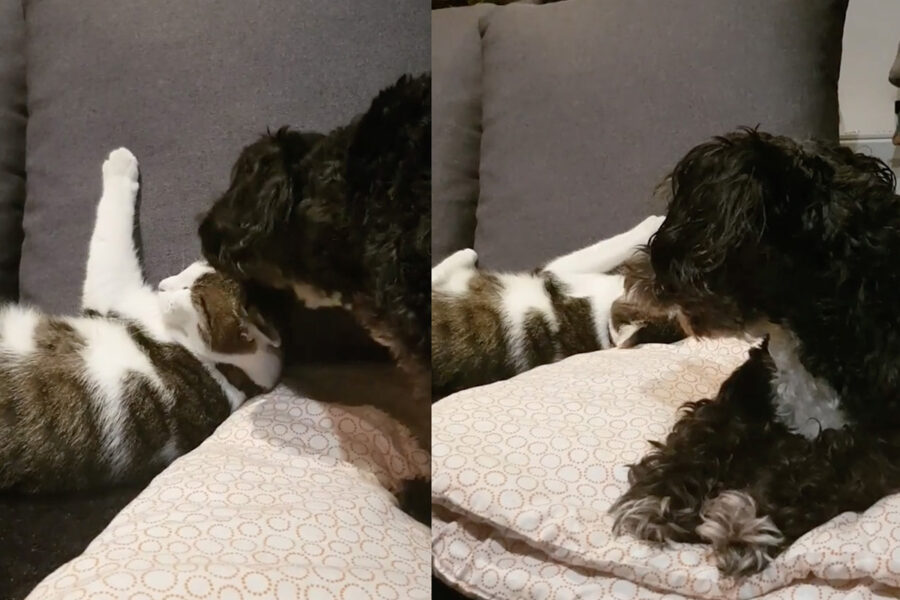 Yorkshire Terrier coccola l’amico gatto sul divano