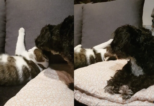 Yorkshire Terrier coccola l’amico gatto con cui vive