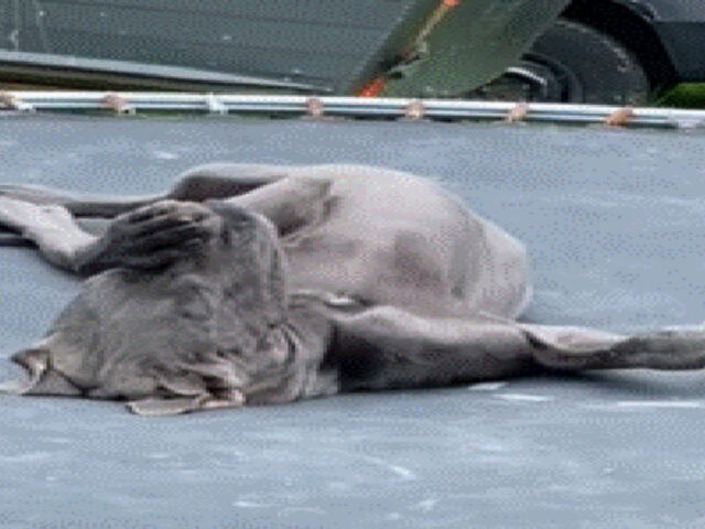 Alano usa il trampolino come un letto per cani gigante