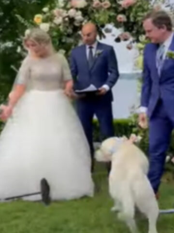 Cane al matrimonio dei suoi umani: il suo ingresso è tutto da ridere